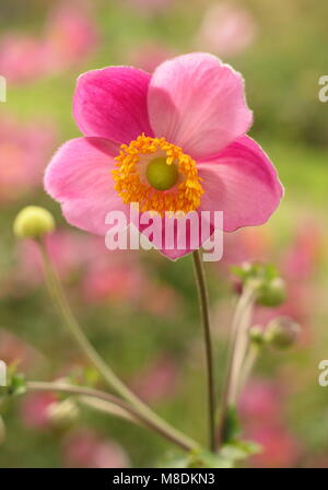 Anemone hupehensis 'Abondance' anemone Hadspen japonais floraison à la fin de l'été jardin frontière, UK. Aga. Banque D'Images
