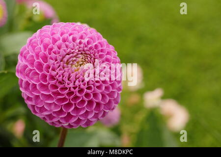 Dahlia 'Wizard of Oz' en fleurs à la fin de l'été jardin frontière, UK Banque D'Images