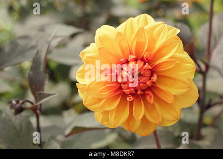 Dahlia 'David Howard' en fleurs à la fin de l'été jardin frontière, UK Banque D'Images