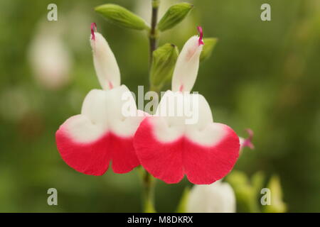 'Hot Lips', une plante buissonnante sage d'ornement avec des fleurs bicolores, en pleine floraison dans un jardin anglais en été (juillet), Royaume-Uni Banque D'Images