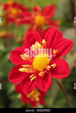 Dahlia 'Ann Breckenfelder' dans une frontière à la fin de l'été d'un jardin anglais, UK Banque D'Images