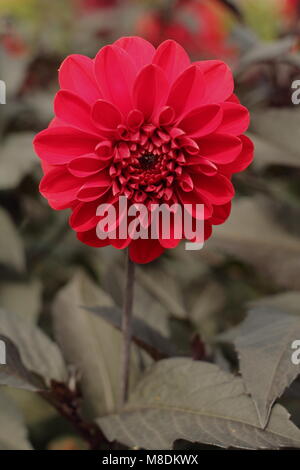 Dahlia 'Fire Mountain' dans une frontière à la fin de l'été d'un jardin anglais, UK Banque D'Images