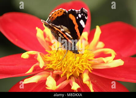 Papillon Vulcain (Vanessa atalanta) se nourrissant de Dahlia 'Ann Breckenfelder' dans une frontière à la fin de l'été d'un jardin anglais, UK Banque D'Images