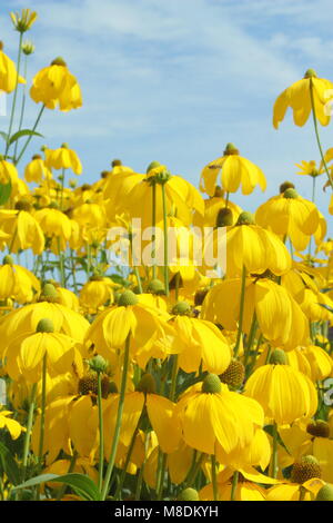 Rudbeckia laciniata 'Herbstsonne' coneflower, en fleurs dans un jardin à la fin de l'été, aux frontières du Royaume-Uni. Aga. Banque D'Images