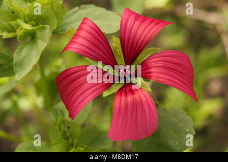 Malope Trifida 'Vulcan' en fleur dans un jardin à la fin de l'été à la frontière, England, UK Banque D'Images