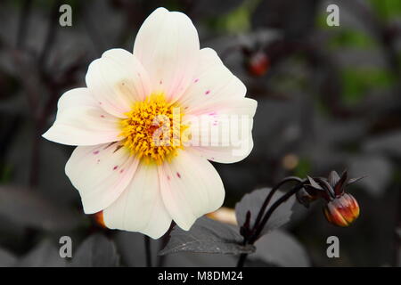 Dahlia 'Twyning's après 8' en fleurs à la fin de l'été de la frontière d'un jardin anglais, UK Banque D'Images