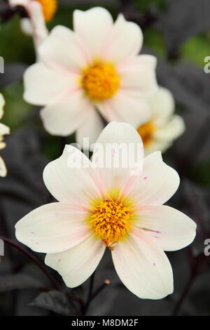 Dahlia 'Twyning's après 8' en fleurs à la fin de l'été de la frontière d'un jardin anglais, UK Banque D'Images