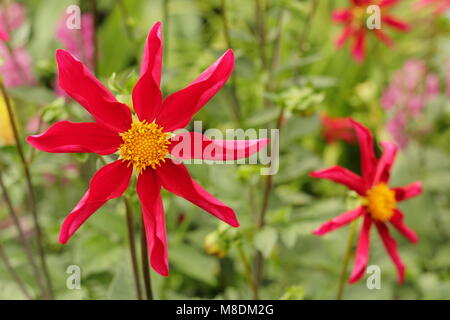 Dahlia Honka 'Red', dahlia, une orchidée en fleur dans l'été de la frontière d'un jardin anglais, la fin de l'été, UK Banque D'Images