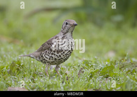 Mistle Thrush perché sur le terrain ; Grote Lijster staand op de grond Banque D'Images