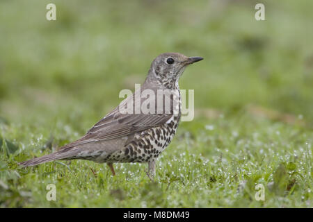 Mistle Thrush perché sur le terrain ; Grote Lijster staand op de grond Banque D'Images