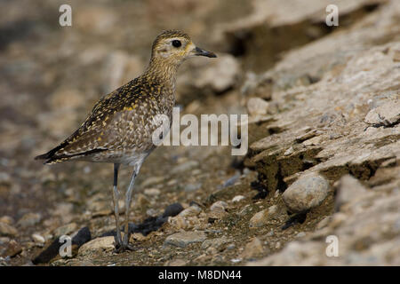 Juveniele Aziatische Goudplevier ; le jeune pluvier doré Pluvialis fulva, Banque D'Images