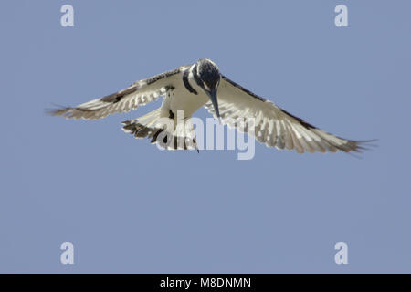 Bonte IJsvogel biddend boven l'eau ; Pied Kingfisher planant au-dessus de l'eau Banque D'Images