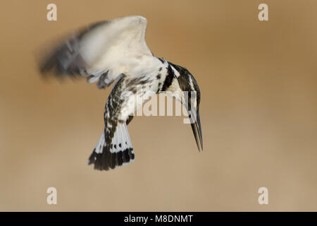 Bonte IJsvogel biddend boven l'eau ; Pied Kingfisher planant au-dessus de l'eau Banque D'Images