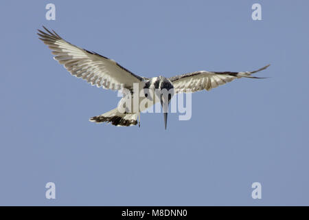 Bonte IJsvogel biddend boven l'eau ; Pied Kingfisher planant au-dessus de l'eau Banque D'Images