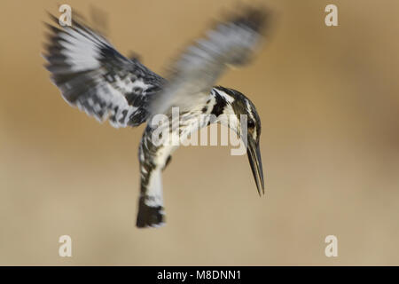 Bonte IJsvogel biddend boven l'eau ; Pied Kingfisher planant au-dessus de l'eau Banque D'Images