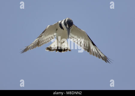 Bonte IJsvogel biddend boven l'eau ; Pied Kingfisher planant au-dessus de l'eau Banque D'Images