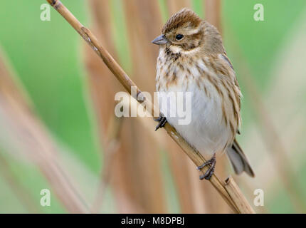 Rietgors, roseau commun, Emberiza schoeniclus Bruant Banque D'Images