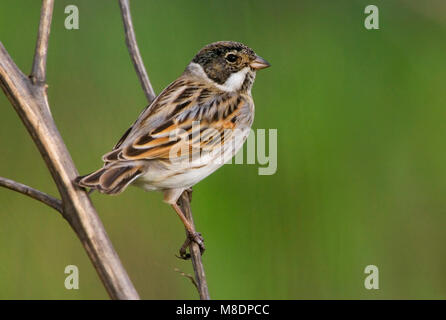 Rietgors, roseau commun, Emberiza schoeniclus Bruant Banque D'Images