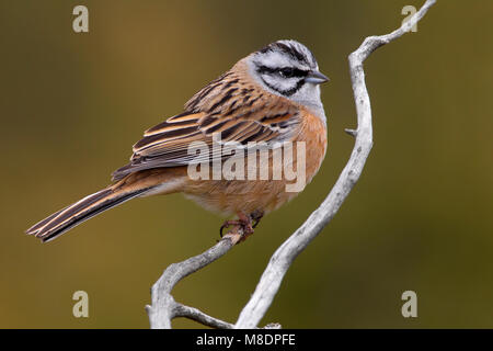 Mannetje Grijze Gors en een tak ; Rock Bunting mâle perché sur une branche Banque D'Images