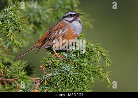 Mannetje Grijze Gors en een tak ; Rock Bunting mâle perché sur une branche Banque D'Images