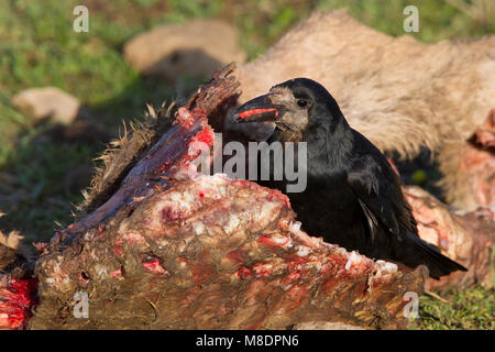 Roek op dood dier, tour sur l'animal mort Banque D'Images