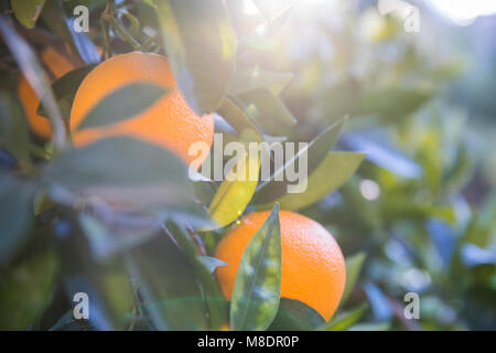 Les oranges growing on tree Banque D'Images