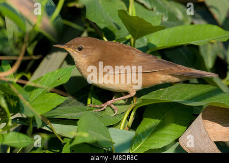 Snor ; Savi's Warbler Banque D'Images