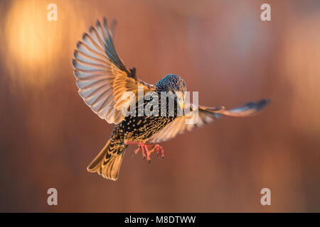 L'image d'oiseaux par Daniele Occhiato Banque D'Images