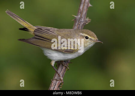 Westelijke Bergfluiter ; Western Bonelli's Warbler Phylloscopus bonelli ; Banque D'Images