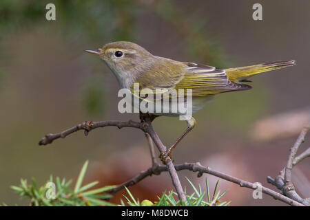 Bergfluiter, Western Bonelli's Warbler Phylloscopus bonelli ; Banque D'Images