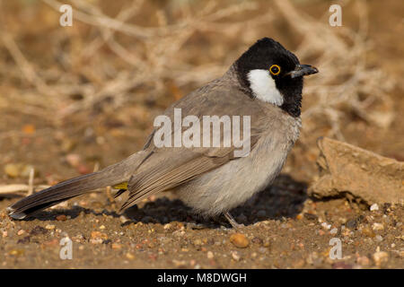 Witoorbuulbuul ; White-eared Bulbul Banque D'Images