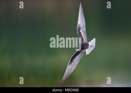 Dans Witvleugelstern adulte viaje en avión ; White-winged Tern des profils en vol Banque D'Images