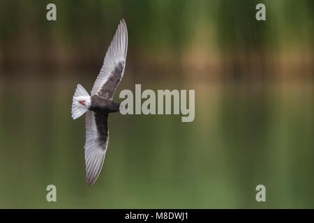 Dans Witvleugelstern adulte viaje en avión ; White-winged Tern des profils en vol Banque D'Images