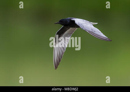 Dans Witvleugelstern adulte viaje en avión ; White-winged Tern des profils en vol Banque D'Images