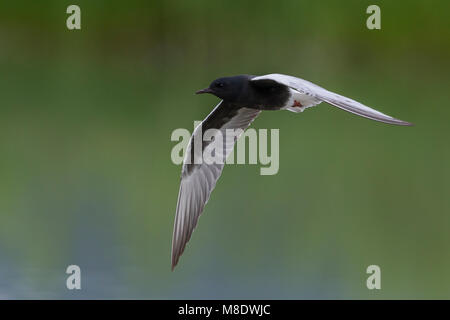 Dans Witvleugelstern adulte viaje en avión ; White-winged Tern des profils en vol Banque D'Images