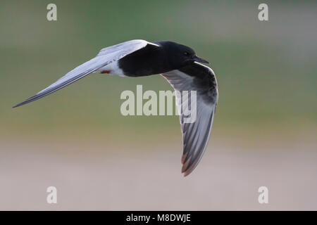 Dans Witvleugelstern adulte viaje en avión ; White-winged Tern des profils en vol Banque D'Images