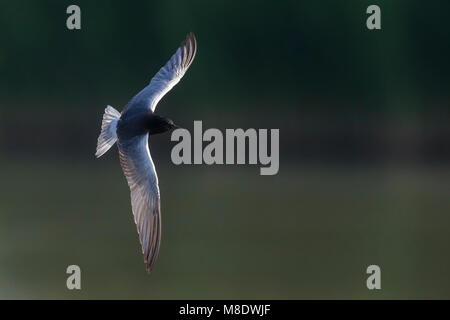 Dans Witvleugelstern adulte viaje en avión ; White-winged Tern des profils en vol Banque D'Images