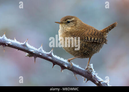 Winterkoning ; Troglodyte mignon Banque D'Images