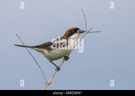 Mannetje Roodkopklauwier ; Woodchat Shrike op tak sur une branche mâle Banque D'Images