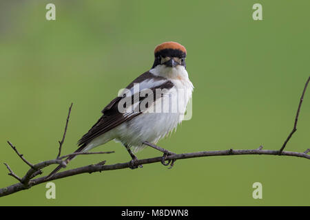 Mannetje Roodkopklauwier ; Woodchat Shrike op tak sur une branche mâle Banque D'Images