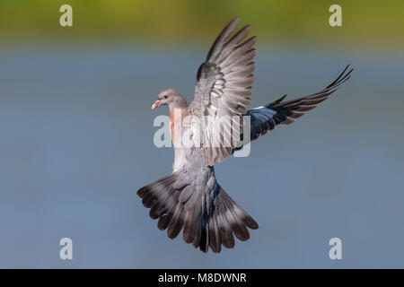 Houtduif en viaje en avión ; Pigeon bois commun en vol Banque D'Images