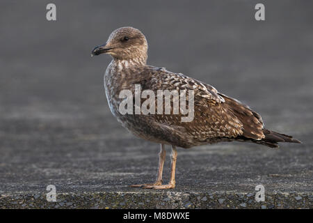 Geelpootmeeuw Azoren ; Açores Yellow-legged Gull Larus michahellis atlantis ssp ; Banque D'Images