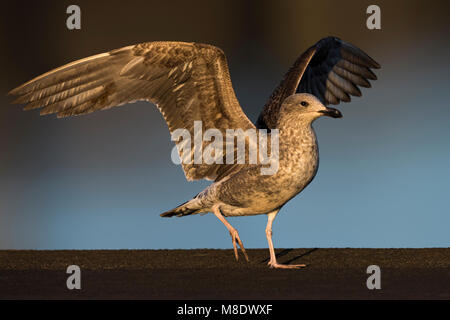 Geelpootmeeuw Azoren ; Açores Yellow-legged Gull Larus michahellis atlantis ssp ; Banque D'Images