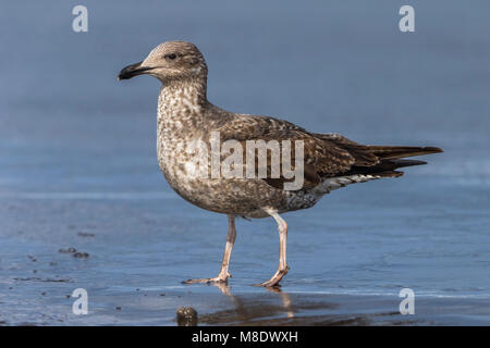 Geelpootmeeuw Azoren ; Açores Yellow-legged Gull Larus michahellis atlantis ssp ; Banque D'Images