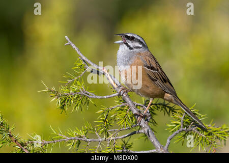 Volwassen mannetje Grijze Gors ; homme adulte Rock Bunting Banque D'Images