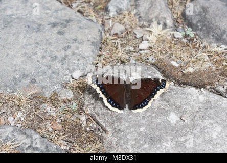 Une cape de deuil/ Camberwell (Nymphalis antiopa beauté) assis sur un chemin Banque D'Images