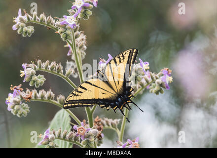 Deux queues Papilio multicaudatus alimentation) Banque D'Images