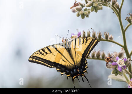 Deux queues Papilio multicaudatus alimentation) Banque D'Images