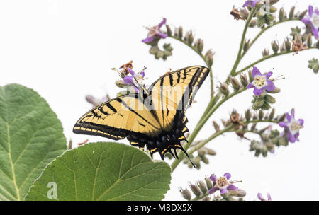 Deux queues Papilio multicaudatus alimentation) Banque D'Images