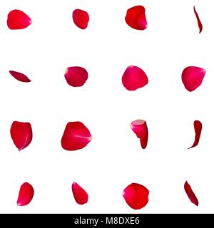 Un ensemble de pétales de rose rouge dans différents angles. Fond isolé blanc Banque D'Images
